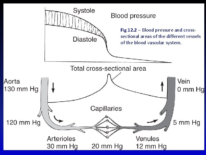 Fig 12. 2 – Blood pressure and crosssectional areas of the different vessels of