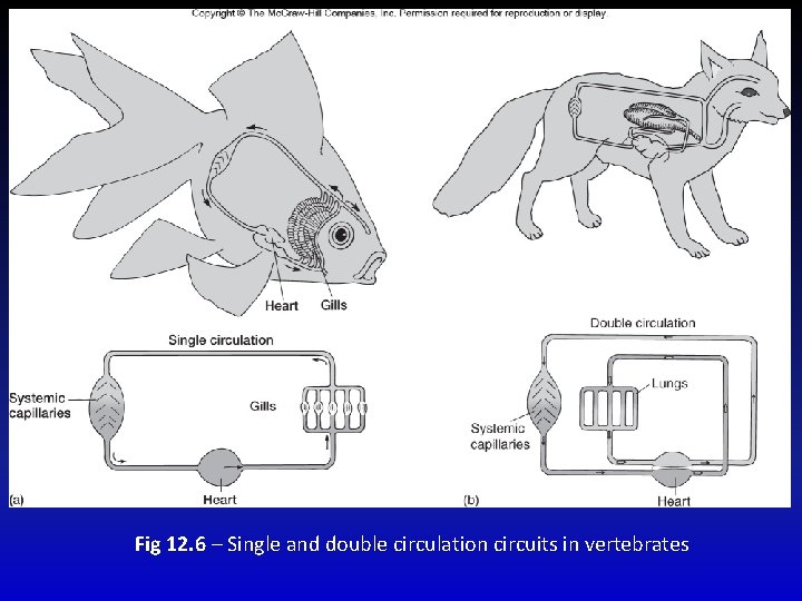Fig 12. 6 – Single and double circulation circuits in vertebrates 