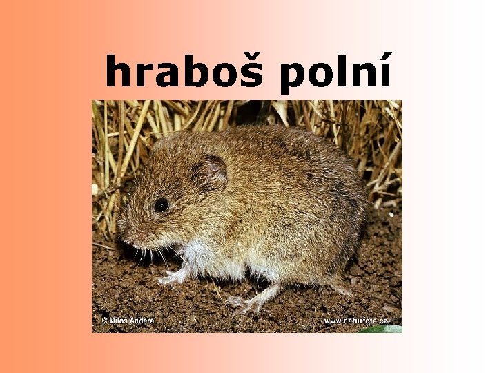 hraboš polní 