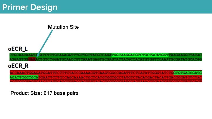 Primer Design Mutation Site Product Size: 617 base pairs 