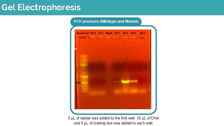 Gel Electrophoresis PCR products (Wildtype and Mutant) 5 μL of ladder was added to