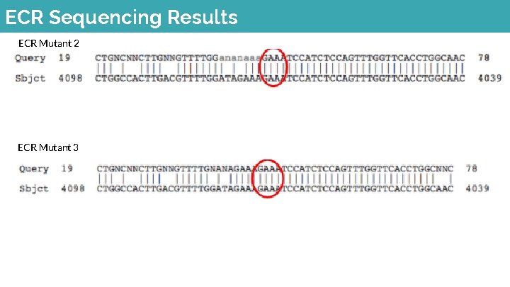 ECR Sequencing Results ECR Mutant 2 ECR Mutant 3 