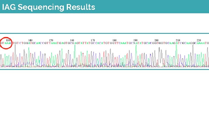 IAG Sequencing Results 