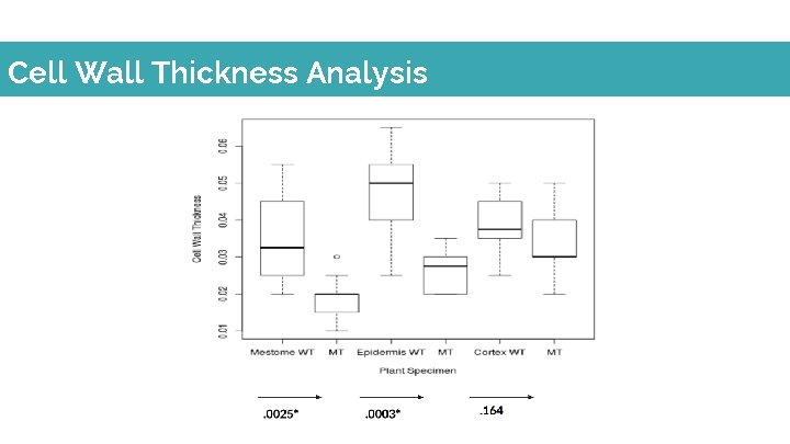 Cell Wall Thickness Analysis 