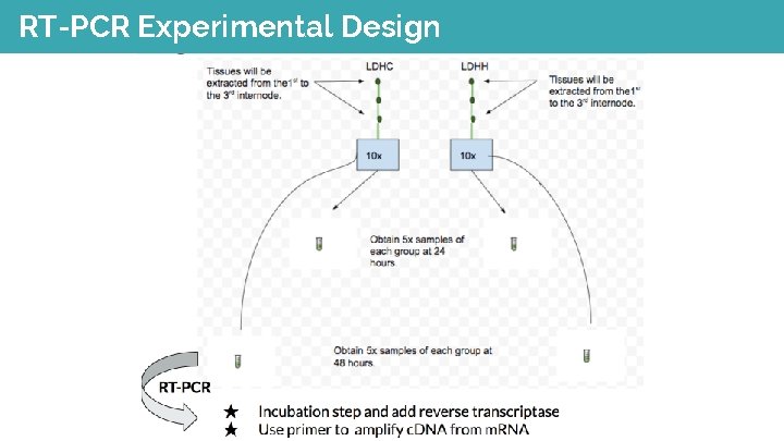 RT-PCR Experimental Design 