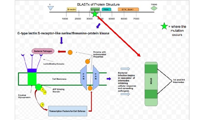 Gene Function Diagram 