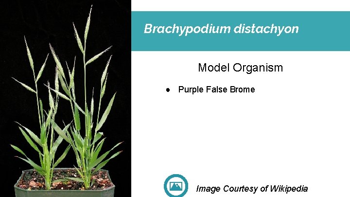 Brachypodium distachyon Model Organism ● Purple False Brome Image Courtesy of Wikipedia 