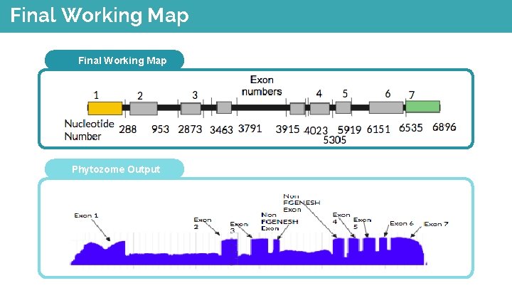 Final Working Map Phytozome Output 