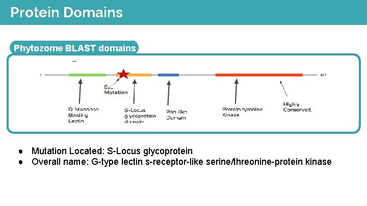 Protein Domains Phytozome BLAST domains ● Mutation Located: S-Locus glycoprotein ● Overall name: G-type