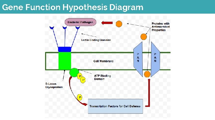 Gene Function Hypothesis Diagram 