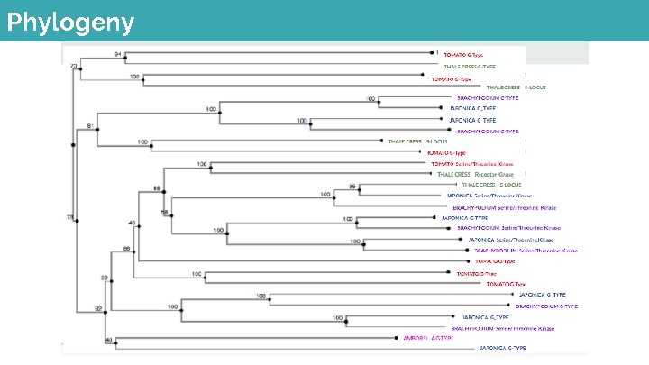 Phylogeny 