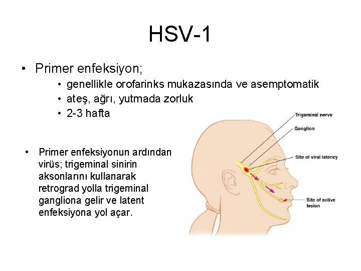 HSV-1 • Primer enfeksiyon; • genellikle orofarinks mukazasında ve asemptomatik • ateş, ağrı, yutmada