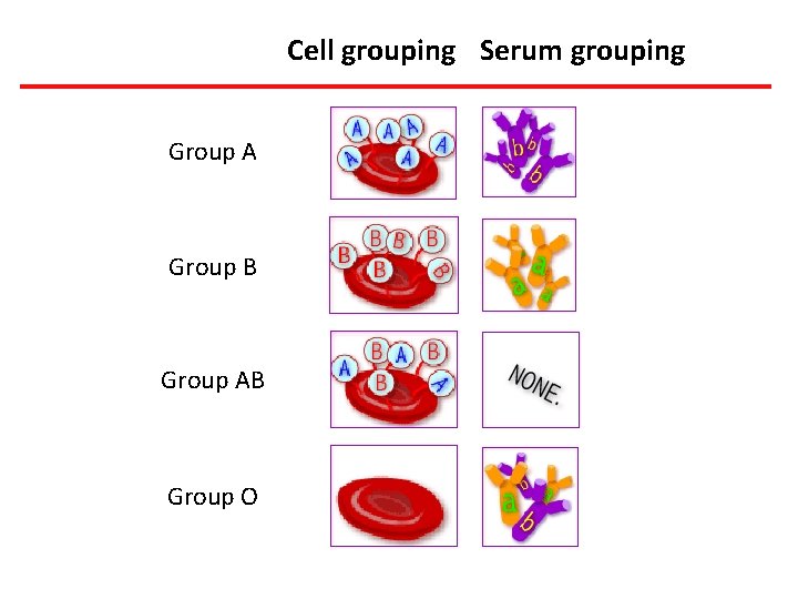 Cell grouping Serum grouping Group A Group B Group AB Group O 