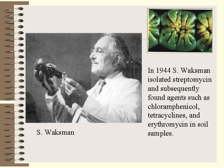 S. Waksman In 1944 S. Waksman isolated streptomycin and subsequently found agents such as