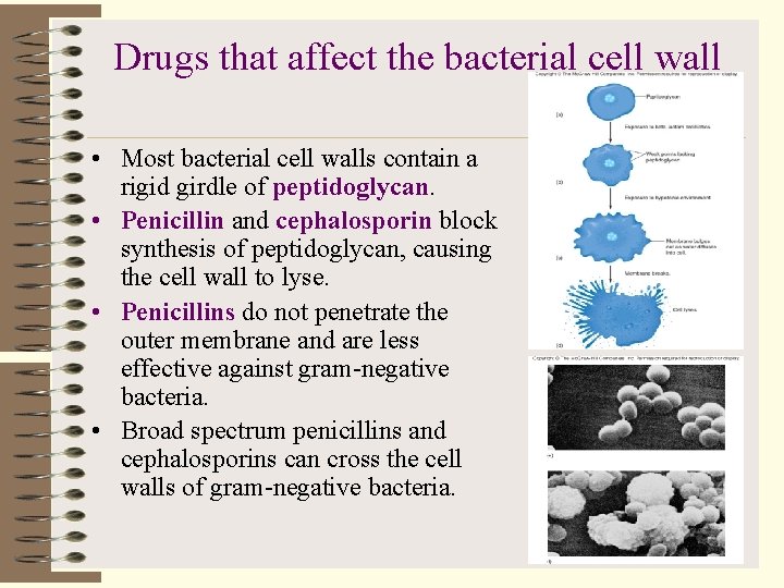 Drugs that affect the bacterial cell wall • Most bacterial cell walls contain a