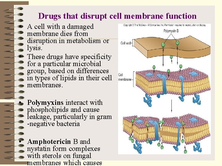 Drugs that disrupt cell membrane function • A cell with a damaged membrane dies
