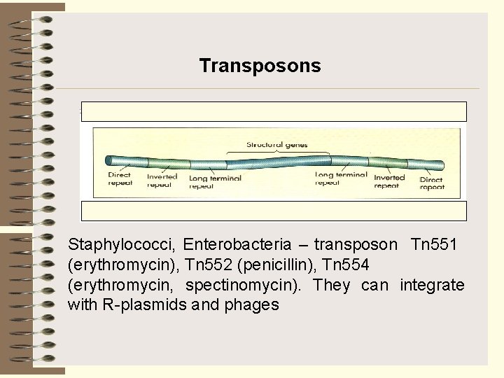 Transposons Staphylococci, Enterobacteria – transposon Tn 551 (erythromycin), Tn 552 (penicillin), Tn 554 (erythromycin,