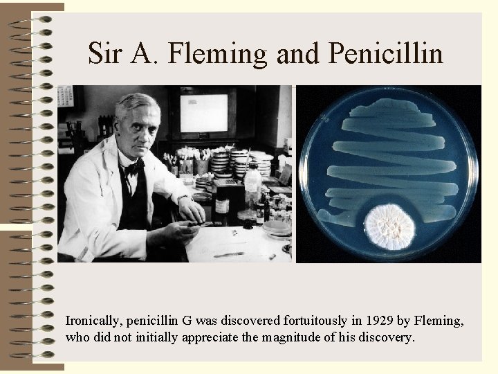 Sir A. Fleming and Penicillin Ironically, penicillin G was discovered fortuitously in 1929 by