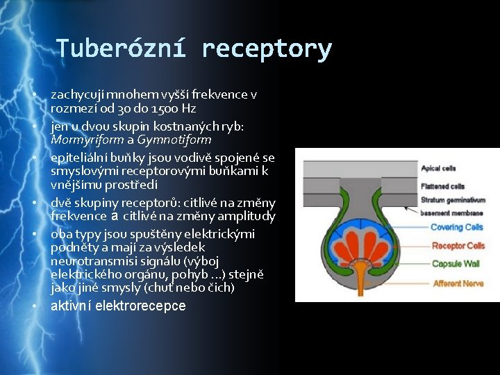 Tuberózní receptory • • • zachycují mnohem vyšší frekvence v rozmezí od 30 do