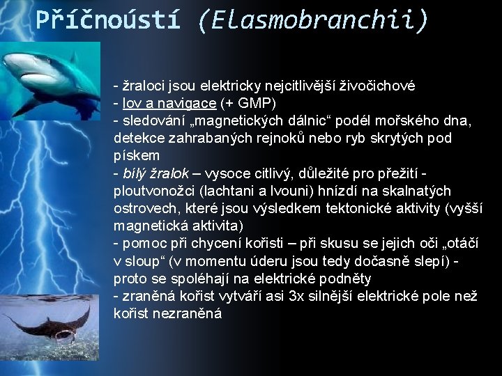 Příčnoústí (Elasmobranchii) - žraloci jsou elektricky nejcitlivější živočichové - lov a navigace (+ GMP)