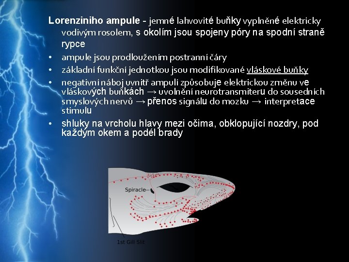 Lorenziniho ampule - jemné lahvovité buňky vyplněné elektricky vodivým rosolem, s okolím jsou spojeny