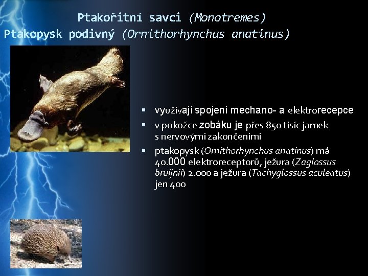 Ptakořitní savci (Monotremes) Ptakopysk podivný (Ornithorhynchus anatinus) využívají spojení mechano- a elektrorecepce v pokožce