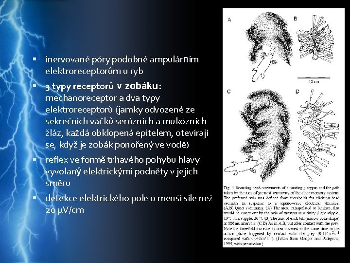  inervované póry podobné ampulárním elektroreceptorům u ryb 3 typy receptorů v zobáku: mechanoreceptor