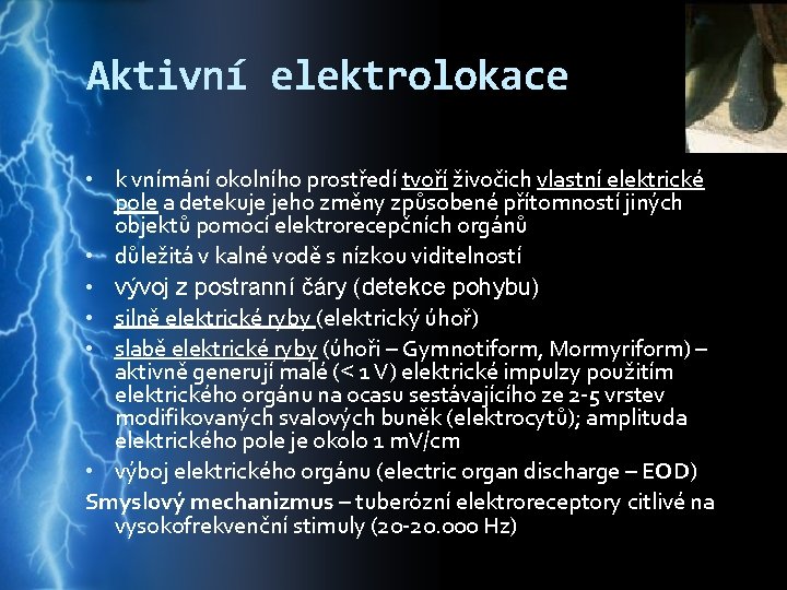 Aktivní elektrolokace • k vnímání okolního prostředí tvoří živočich vlastní elektrické pole a detekuje