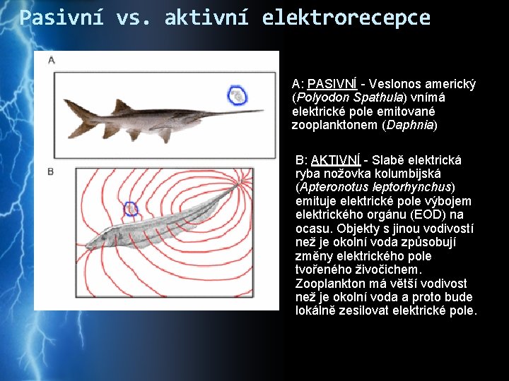 Pasivní vs. aktivní elektrorecepce A: PASIVNÍ - Veslonos americký (Polyodon Spathula) vnímá elektrické pole