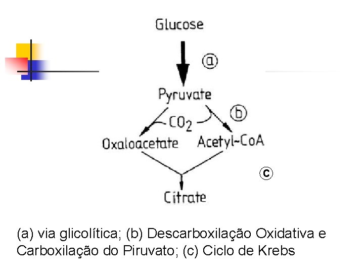 C (a) via glicolítica; (b) Descarboxilação Oxidativa e Carboxilação do Piruvato; (c) Ciclo de