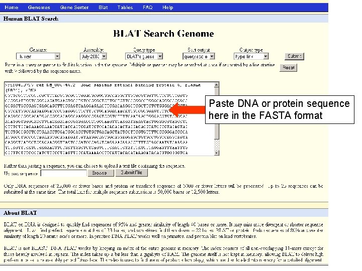 Paste DNA or protein sequence here in the FASTA format 