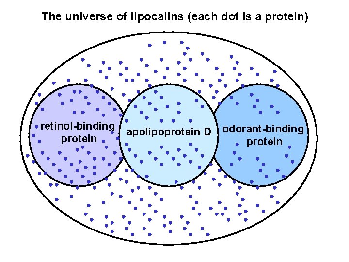 The universe of lipocalins (each dot is a protein) retinol-binding protein apolipoprotein D odorant-binding