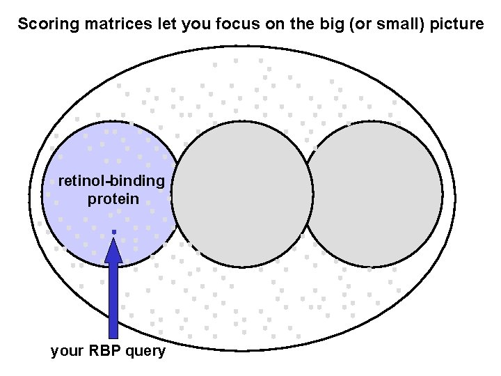 Scoring matrices let you focus on the big (or small) picture retinol-binding protein your