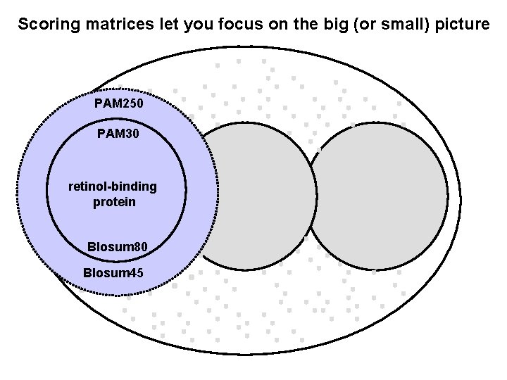 Scoring matrices let you focus on the big (or small) picture PAM 250 PAM
