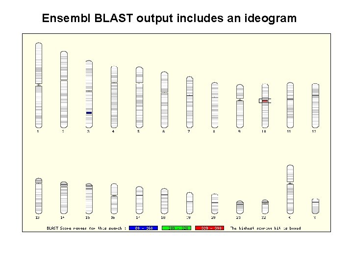 Ensembl BLAST output includes an ideogram 