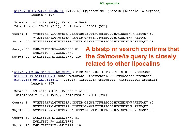 A blastp nr search confirms that the Salmonella query is closely related to other