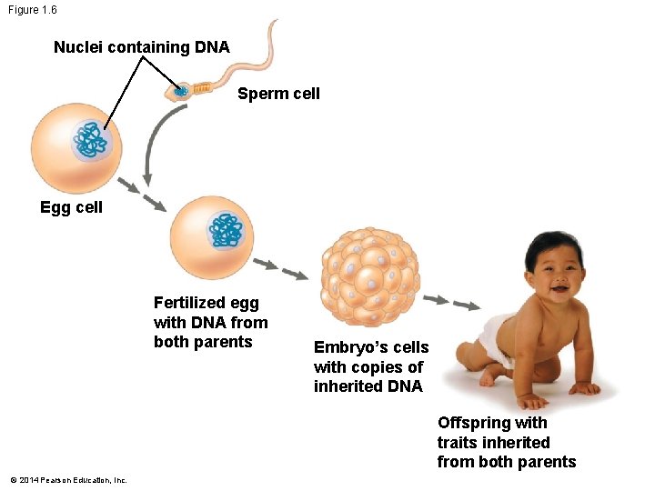 Figure 1. 6 Nuclei containing DNA Sperm cell Egg cell Fertilized egg with DNA