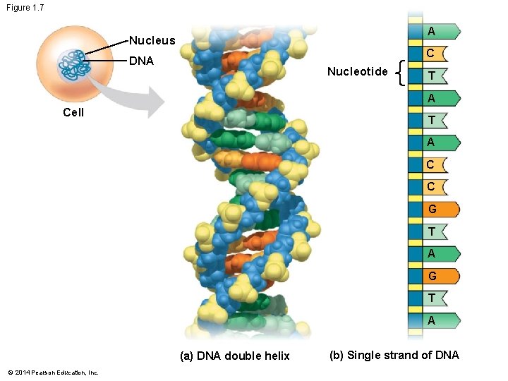 Figure 1. 7 A Nucleus C DNA Nucleotide T A Cell T A C