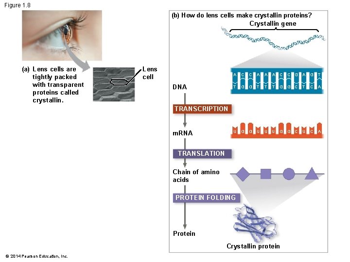 Figure 1. 8 (b) How do lens cells make crystallin proteins? Crystallin gene (a)