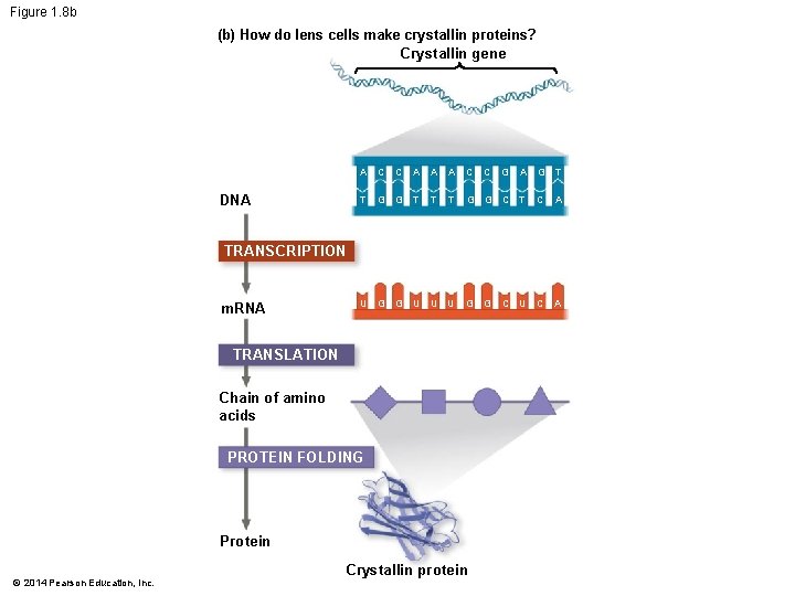 Figure 1. 8 b (b) How do lens cells make crystallin proteins? Crystallin gene