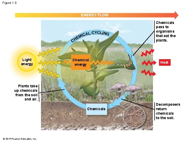 Figure 1. 9 ENERGY FLOW Chemicals pass to organisms that eat the plants. Light