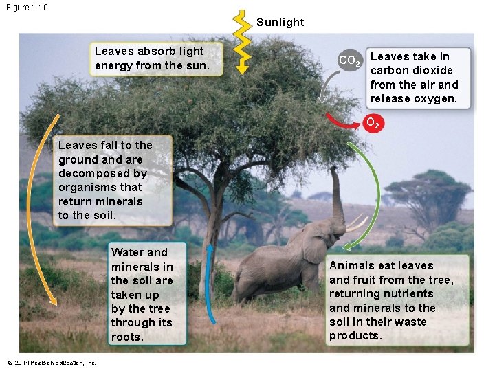 Figure 1. 10 Sunlight Leaves absorb light energy from the sun. CO 2 Leaves