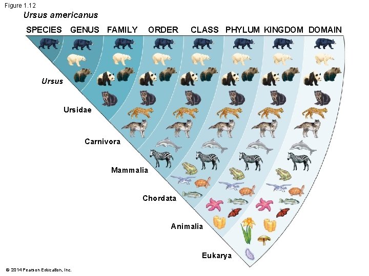 Figure 1. 12 Ursus americanus SPECIES GENUS FAMILY ORDER CLASS PHYLUM KINGDOM DOMAIN Ursus