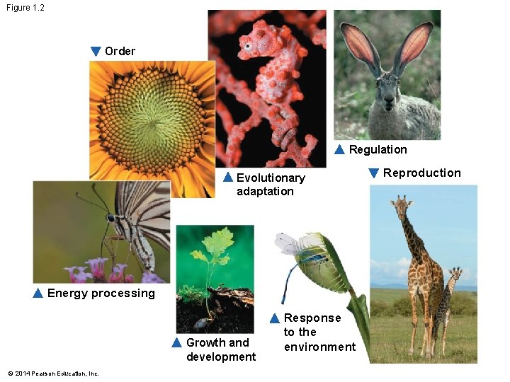 Figure 1. 2 Order Regulation Evolutionary adaptation Energy processing Growth and development © 2014