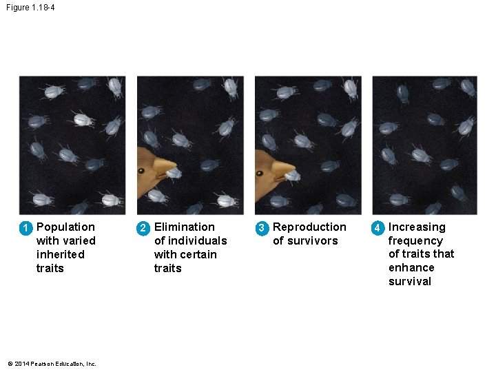 Figure 1. 18 -4 1 Population with varied inherited traits © 2014 Pearson Education,