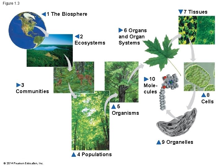 Figure 1. 3 7 Tissues 1 The Biosphere 6 Organs and Organ Systems 2