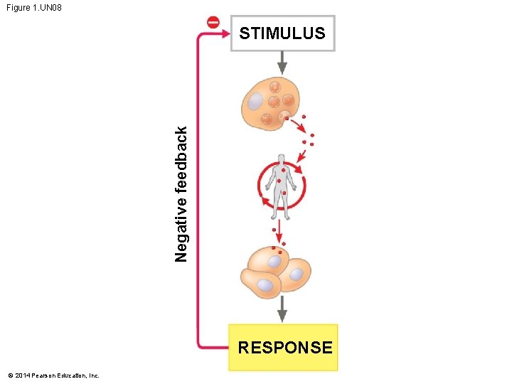 Figure 1. UN 08 Negative feedback STIMULUS RESPONSE © 2014 Pearson Education, Inc. 