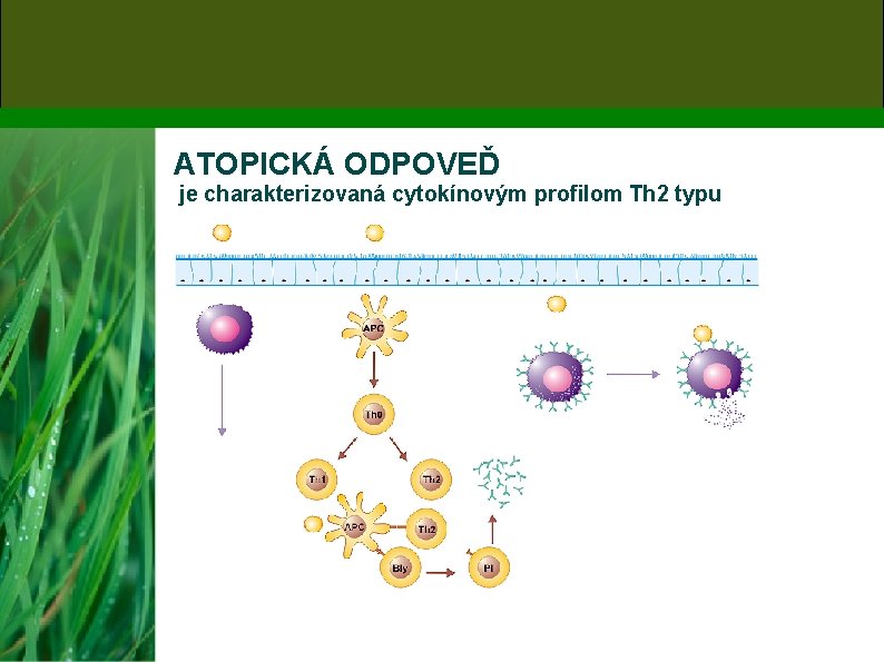 ATOPICKÁ ODPOVEĎ je charakterizovaná cytokínovým profilom Th 2 typu 