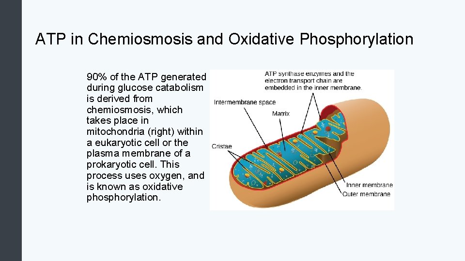 ATP in Chemiosmosis and Oxidative Phosphorylation 90% of the ATP generated during glucose catabolism