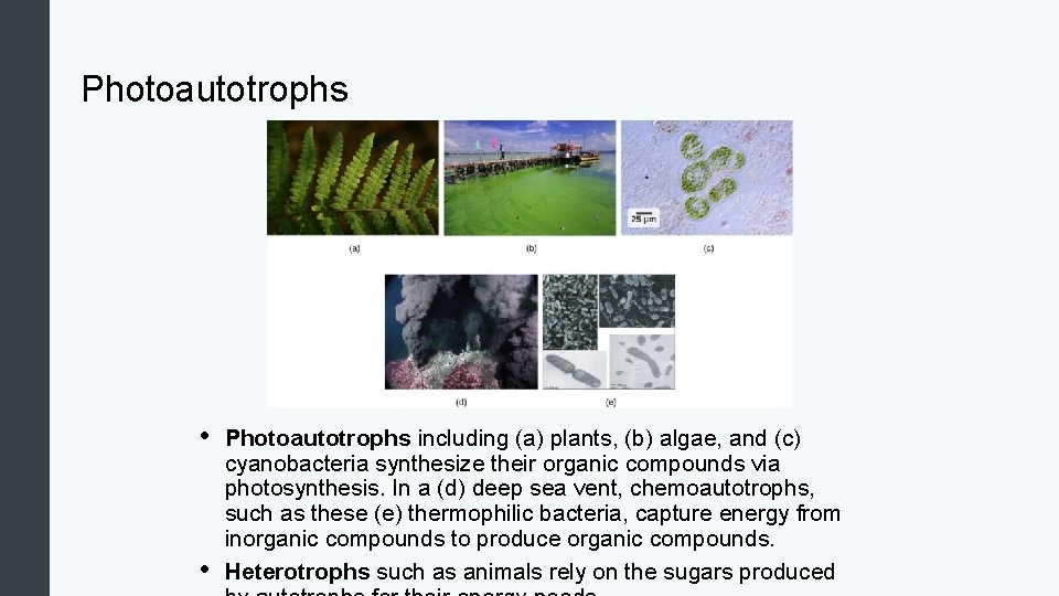 Photoautotrophs • • Photoautotrophs including (a) plants, (b) algae, and (c) cyanobacteria synthesize their